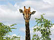 Giraffe - Limpopo