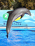  Bildansicht Attraktion  Die Delfine sind die Attraktion