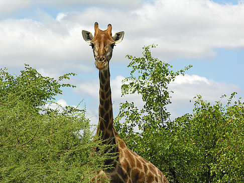 Giraffe - Limpopo