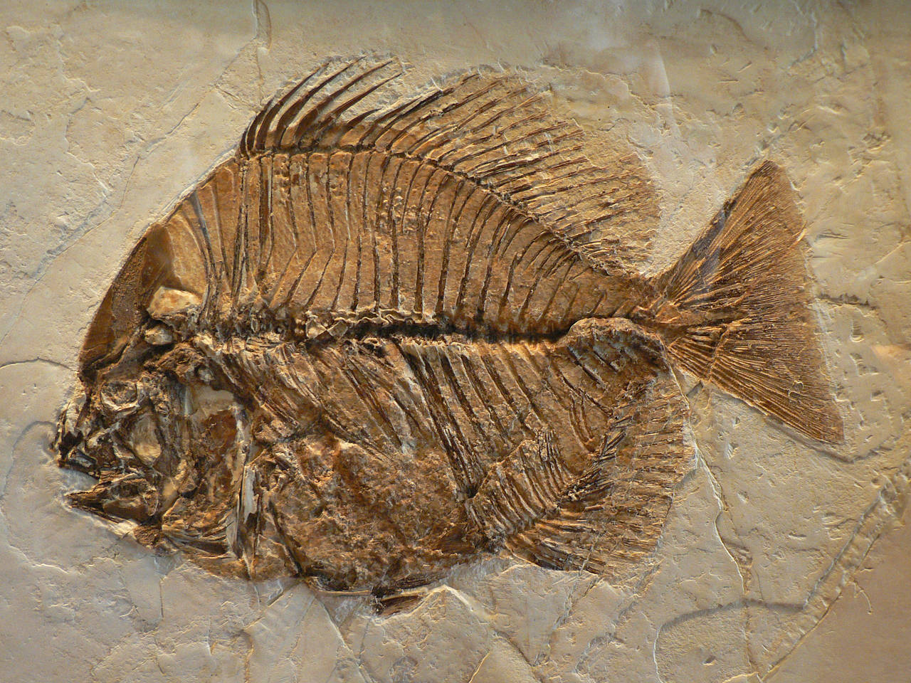 Museu de Geologia del Seminari