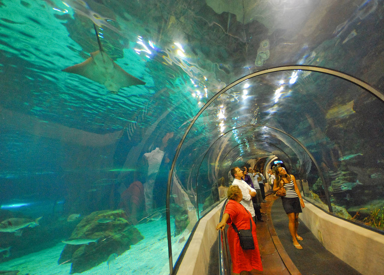 Fotos Aquàrium