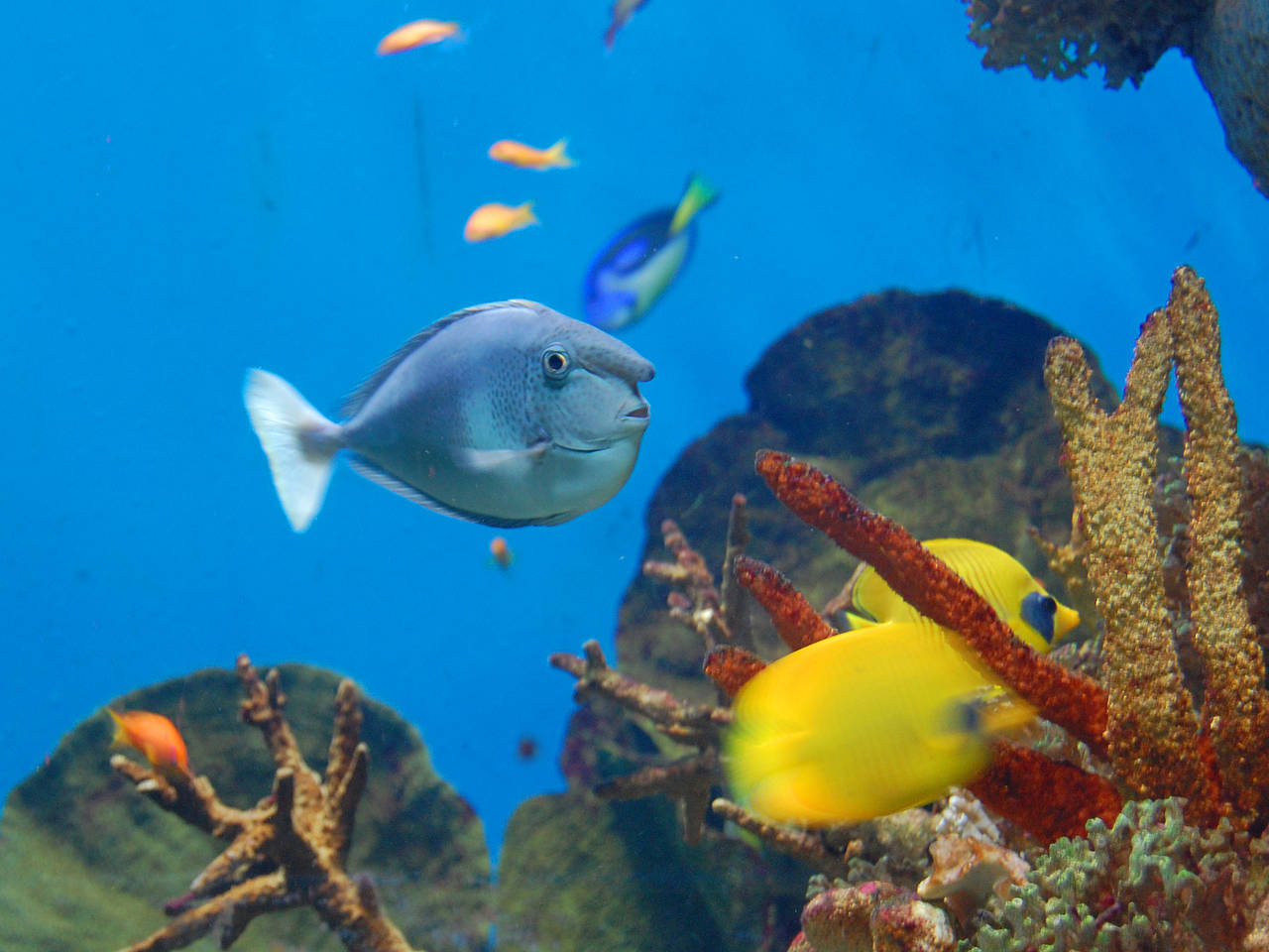 Aquàrium Foto 