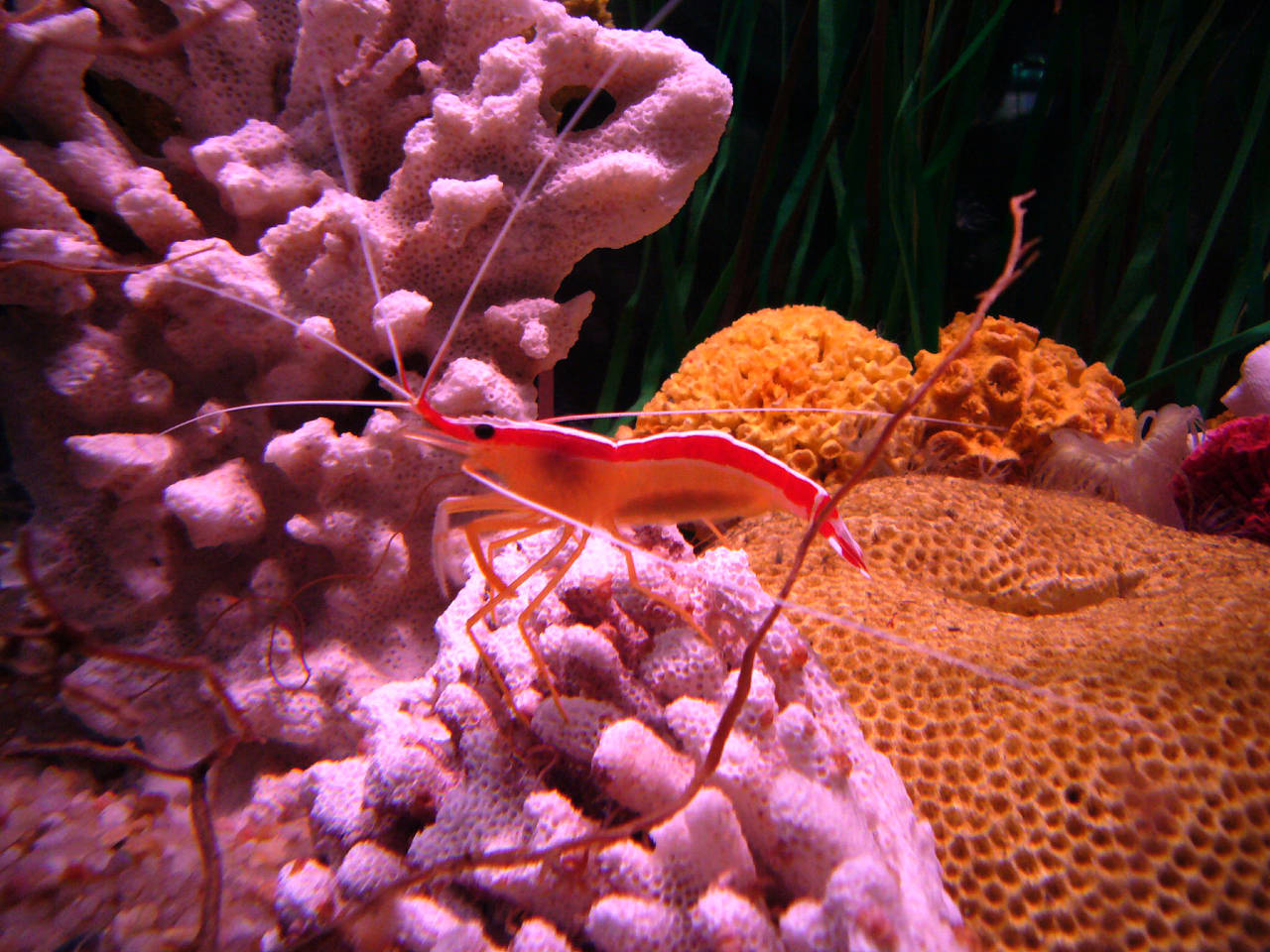 Fotos Aquàrium