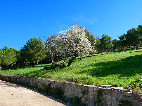 Institut i Jardí Botànic - Mittelmeerküste (Barcelona)